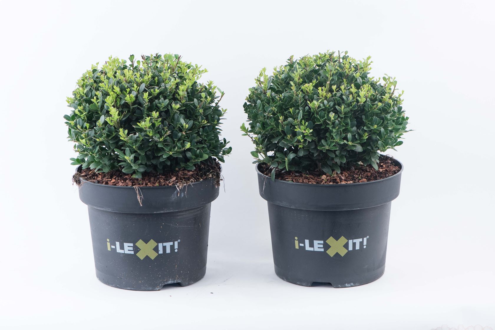 Ilex crenata 'Icoprins11' (Dark Green) - pot 5L - spherical shape - ø25+ cm