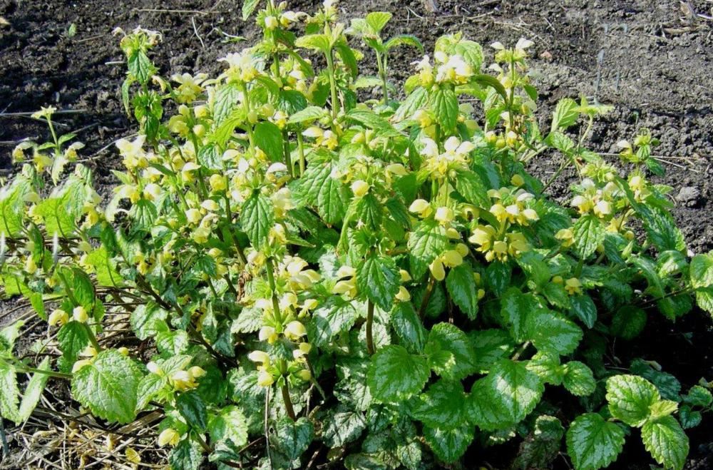 Plantenfiche-Lamiastrum-galeobdolon-Florentinum-