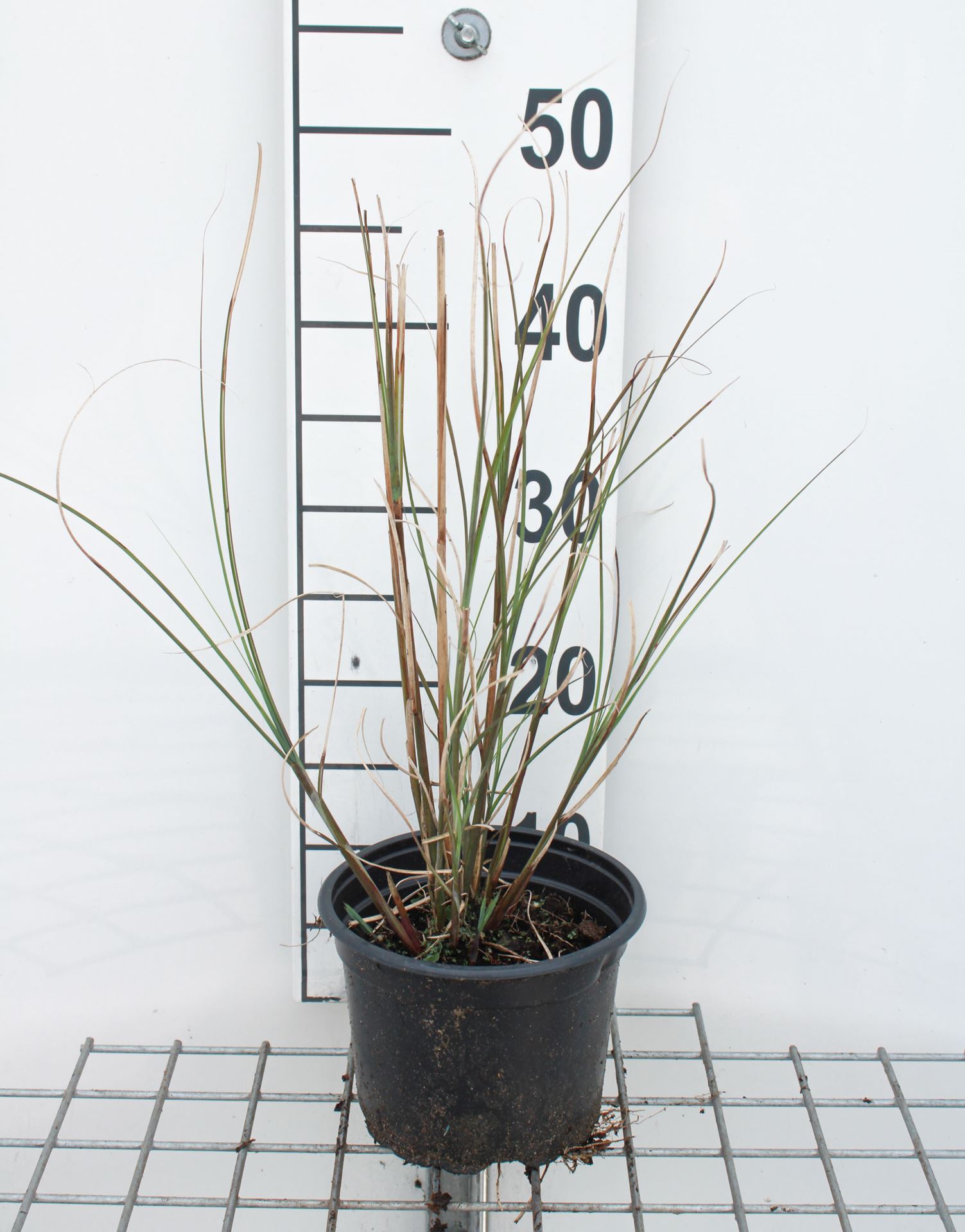 Miscanthus sinensis 'Gracillimus' - pot 2L