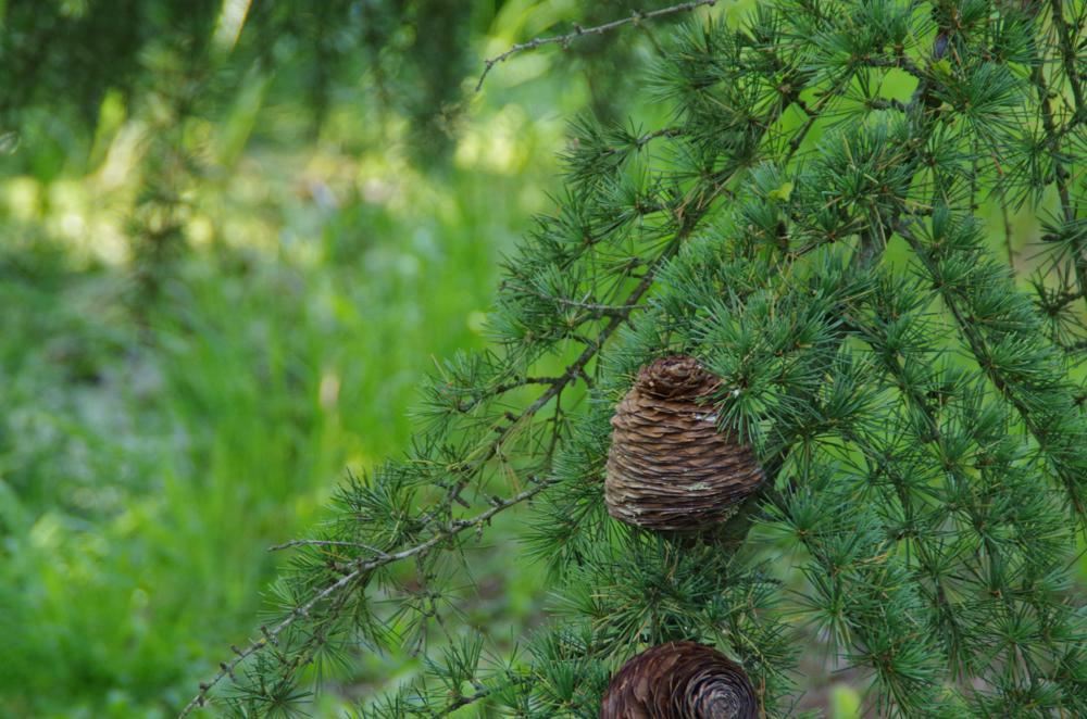 Plantenfiche-Cedrus-deodara-Pendula-