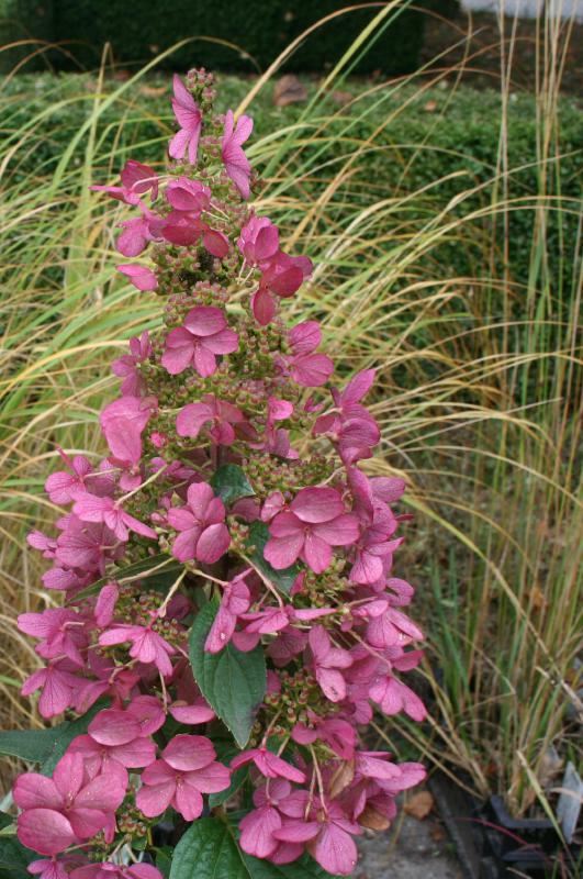 Plantenfiche-Hydrangea-paniculata-Wim-s-Red-