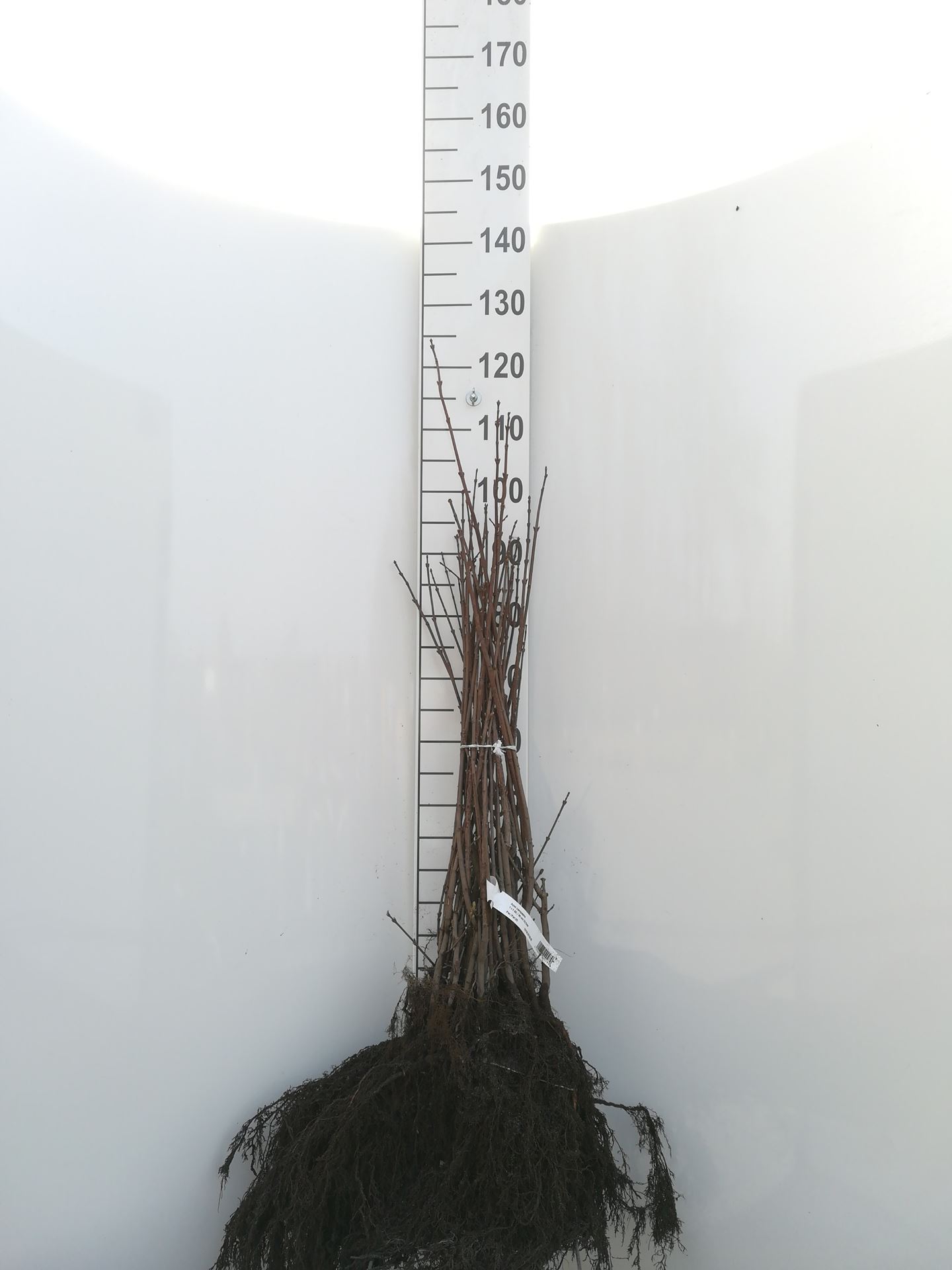 Acer campestre - bare root - 60-90 cm