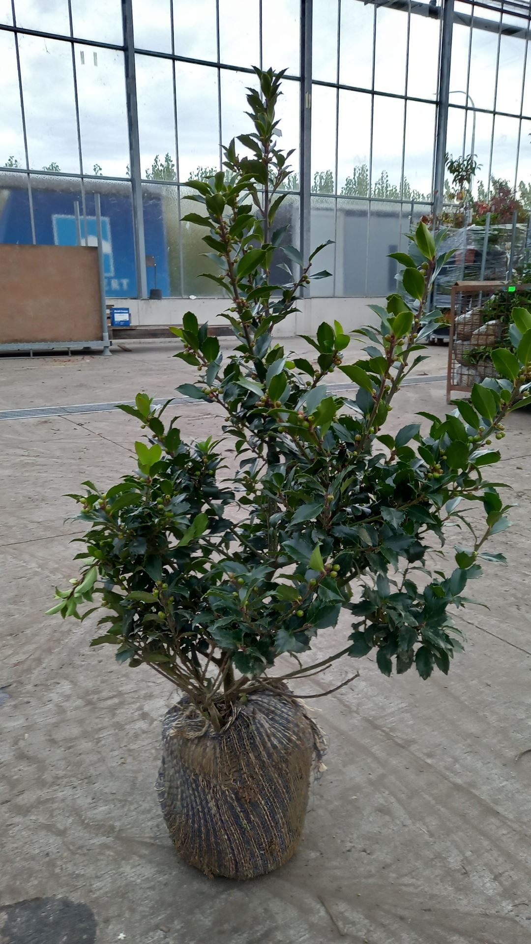 Ilex x meserveae 'Mesid' (Blue Maid) - clod of earth - 80-100 cm