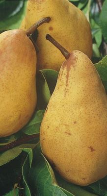 Pyrus communis 'Williams' - blote wortel - struik