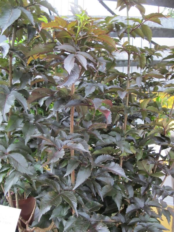 Plantenfiche-Sambucus-nigra-Eiffel1-Black-Tower-