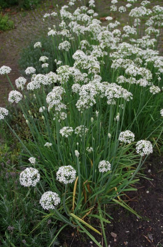 Plantenfiche-Allium-tuberosum-Chinese-bieslook-