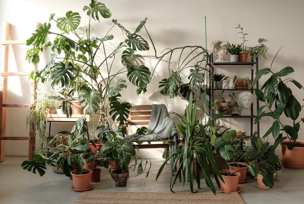 urban jungle