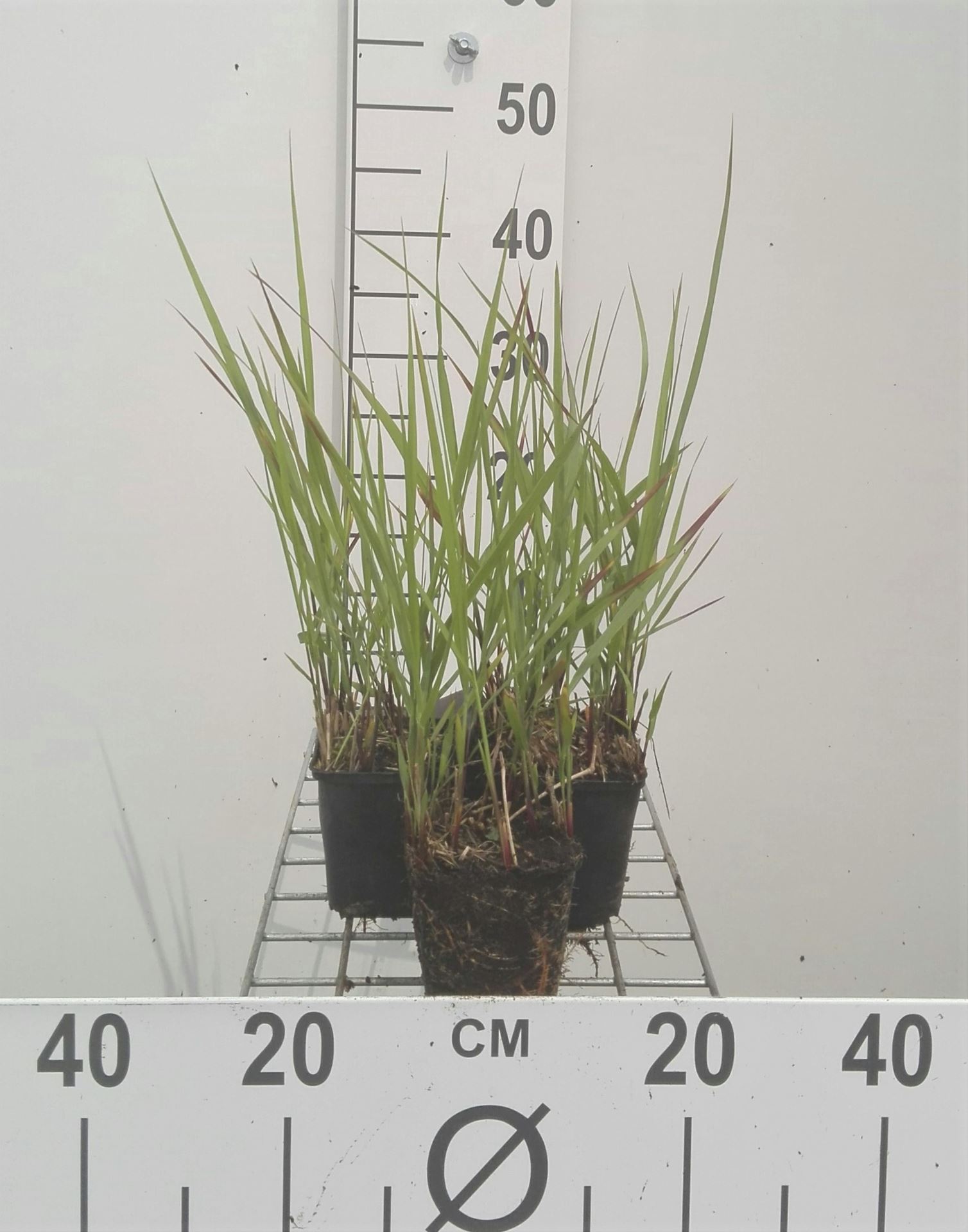 Panicum virgatum 'Rotstrahlbusch' - pot 9x9 cm