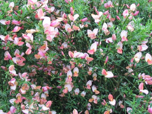 Plantenfiche-Cytisus-Zeelandia-