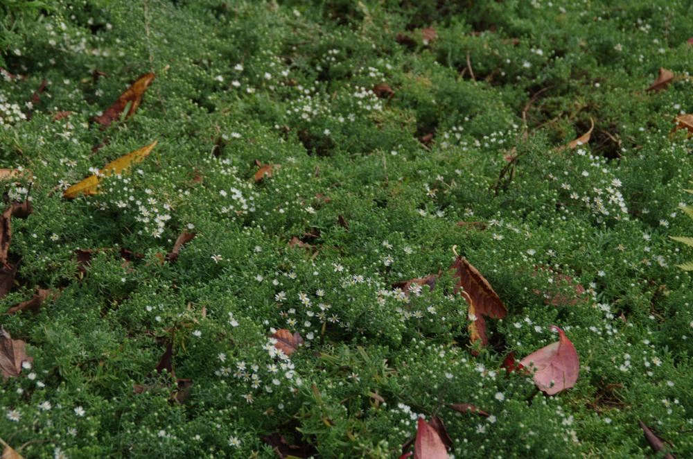 Plantenfiche-Aster-ericoides-Snowflurry-