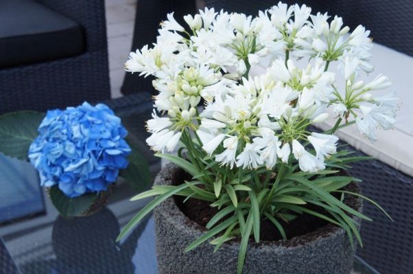 Agapanthus 'RFDD' (Double Diamond) - pot 9x9 cm