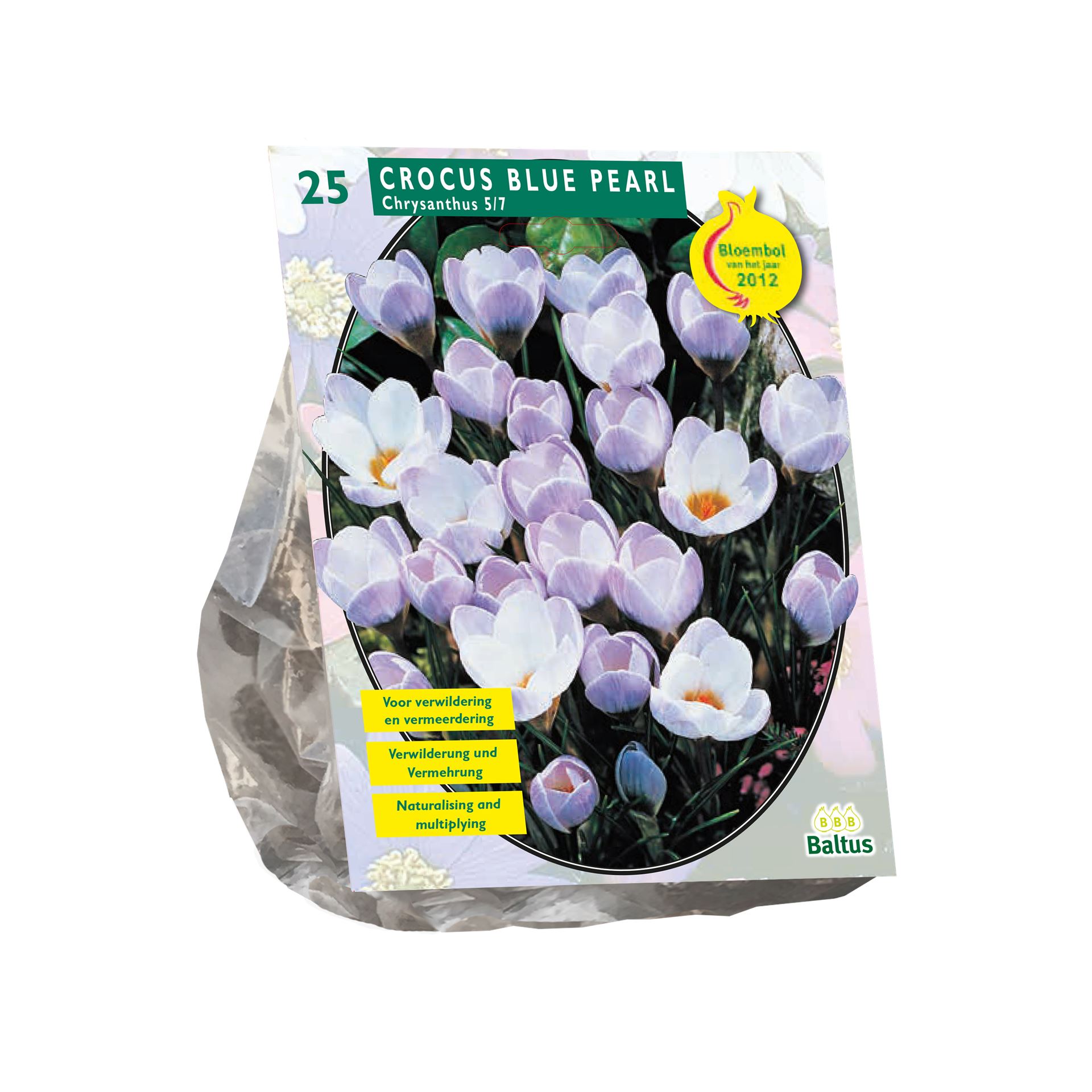 Crocus-Chrysanthus-Blue-Pearl-per-25