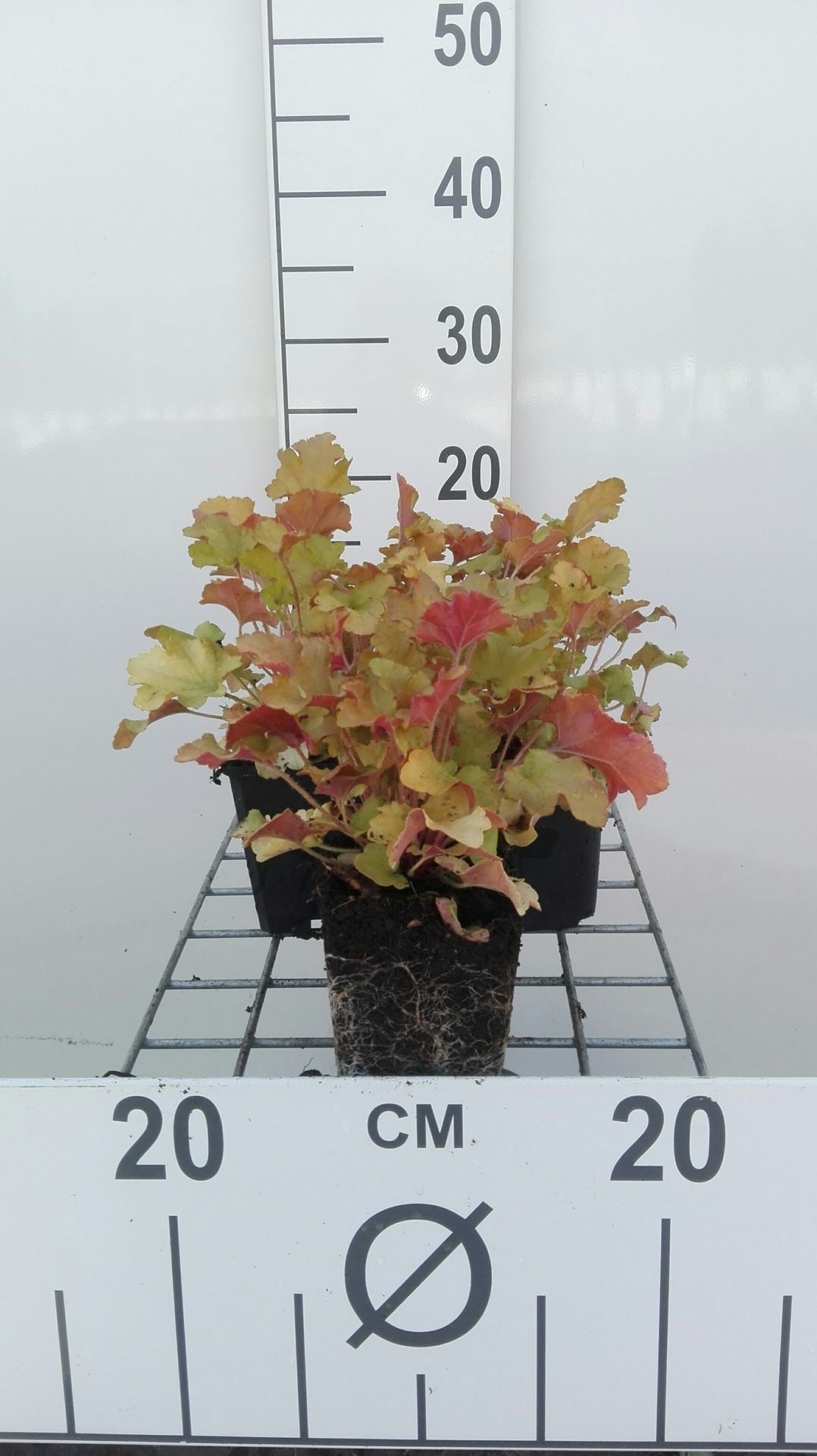 Heuchera 'Marmalade' - pot 9x9 cm