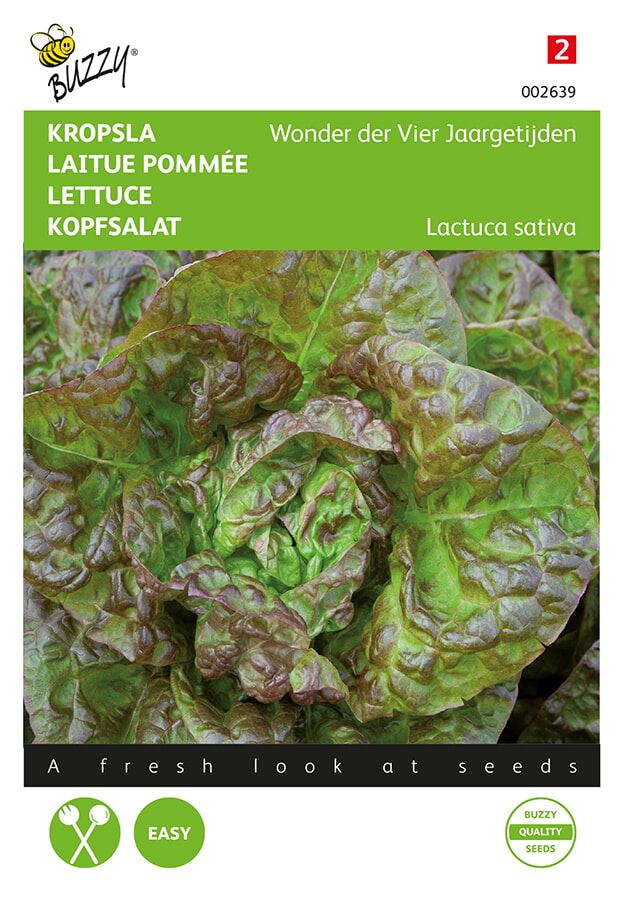 Buzzy® Head lettuce seeds - Wonder of the Four Seasons