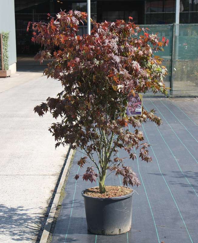 Acer palmatum 'Atropurpureum' - pot 30L - 150-175 cm