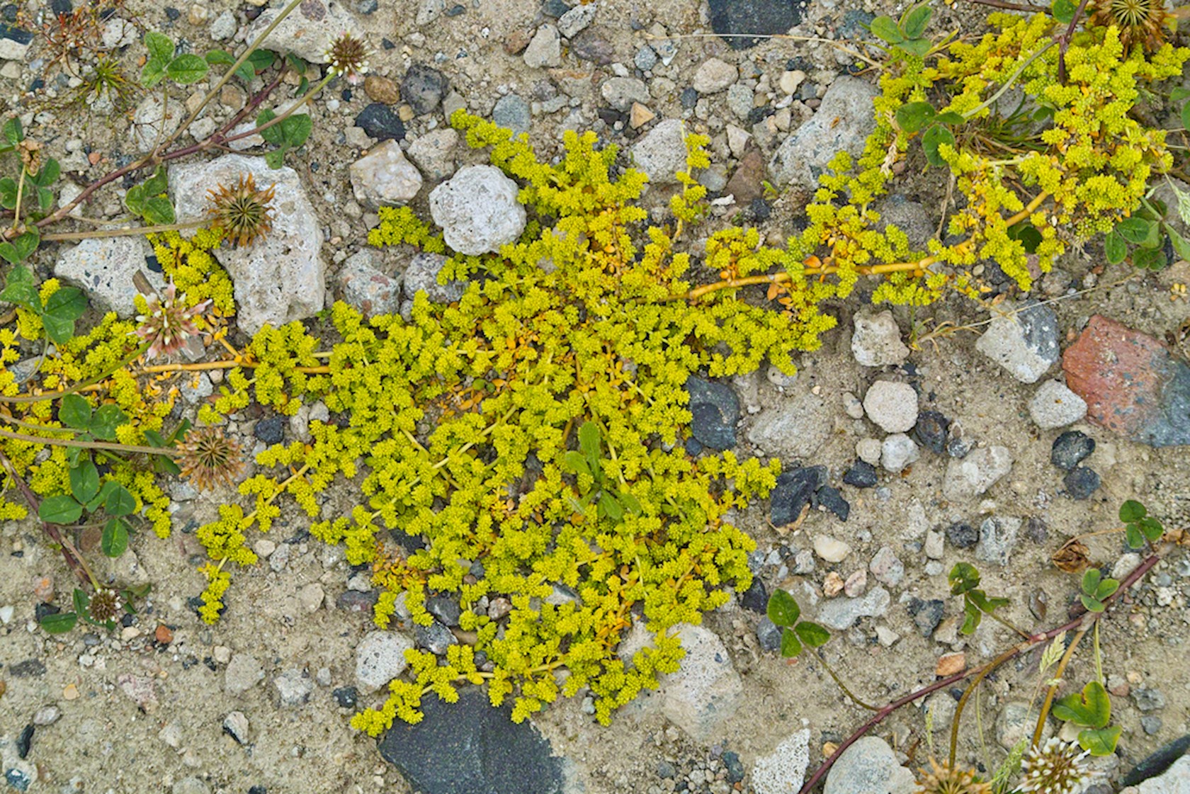 Plantenfiche-Herniaria-glabra