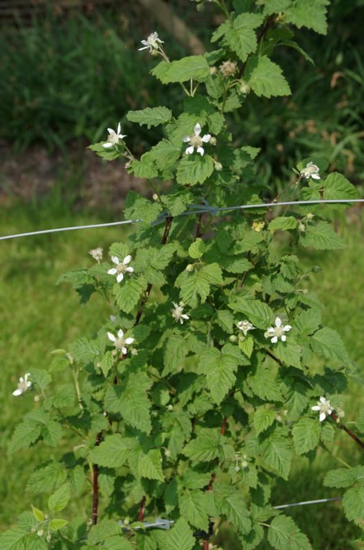 Plantenfiche-Rubus-Tayberry-