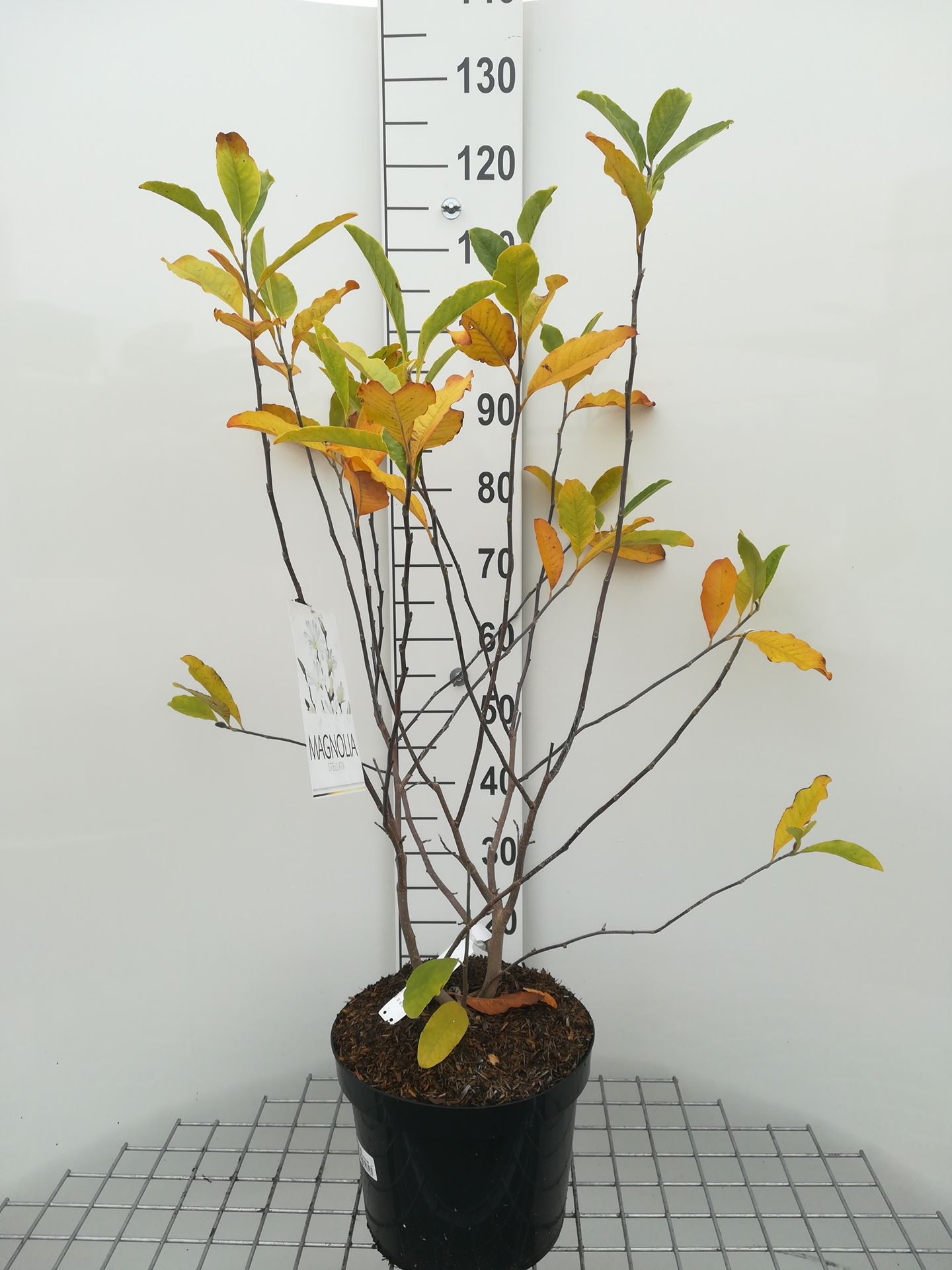 Magnolia stellata - pot 10L - 60-80 cm
