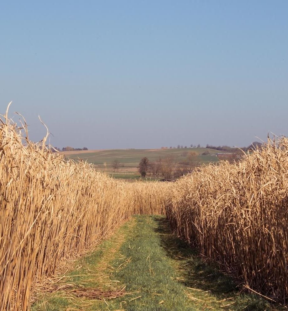 bodemstrooisel-van-miscanthus-10kg