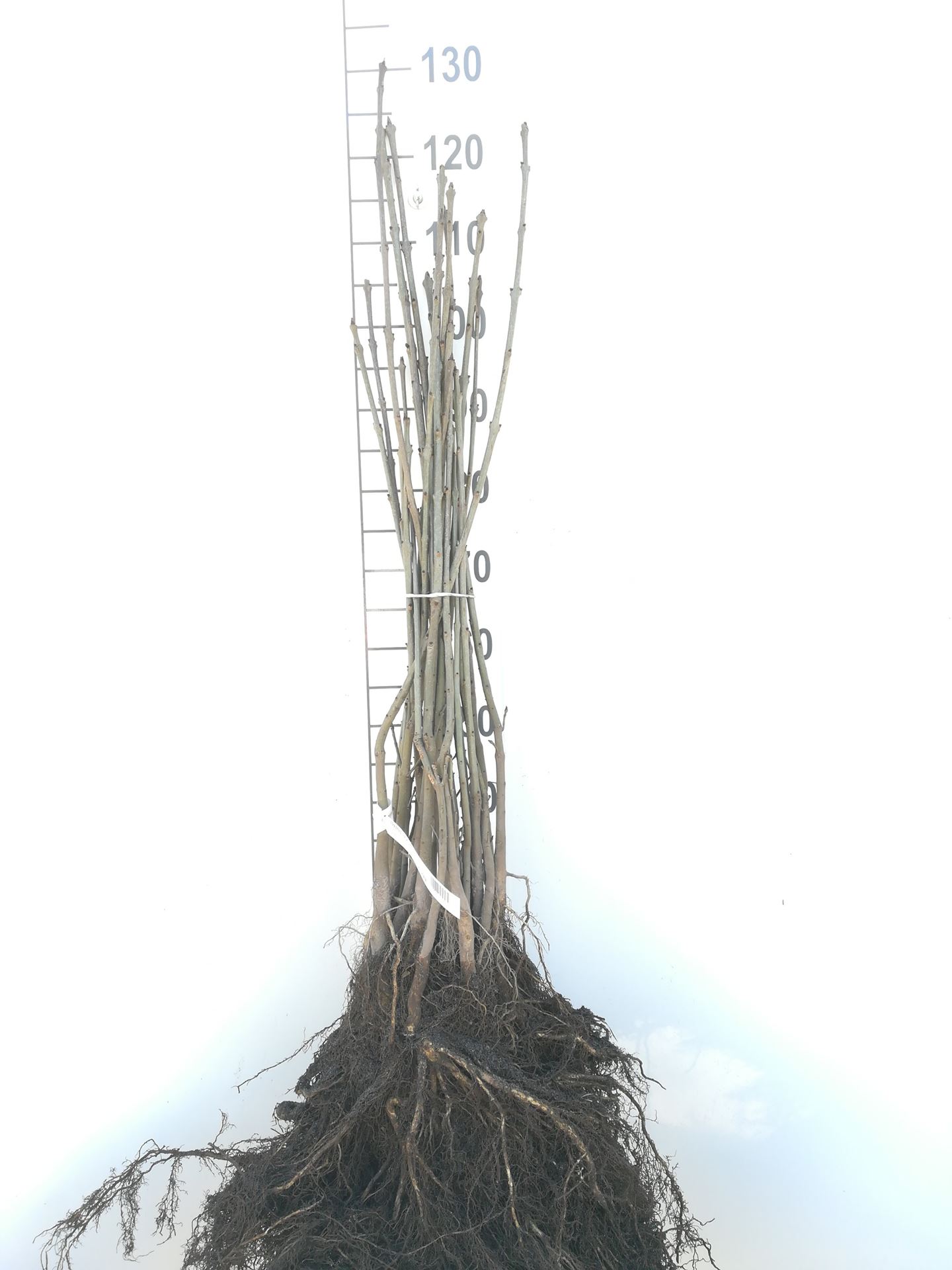 Fraxinus excelsior - bare root - 60-90 cm