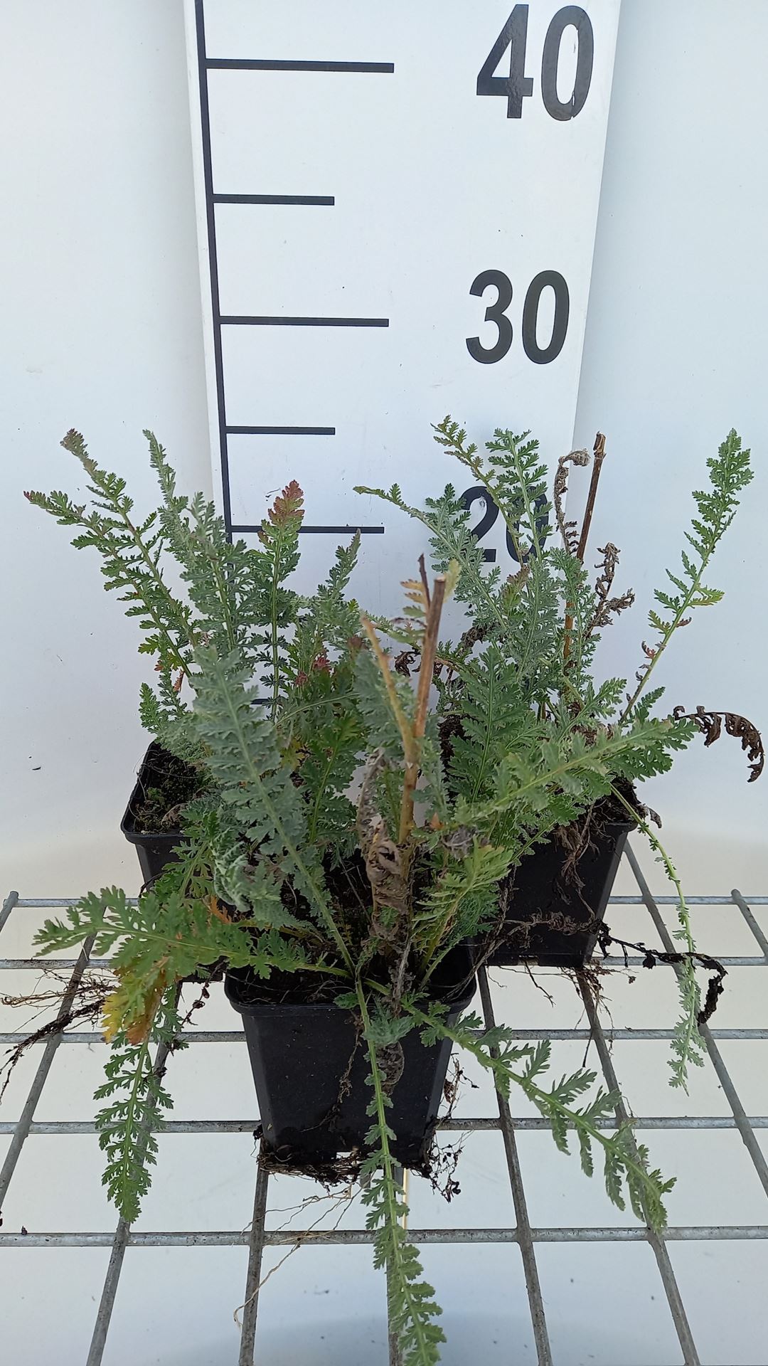 Achillea 'Alabaster' - pot 9x9 cm