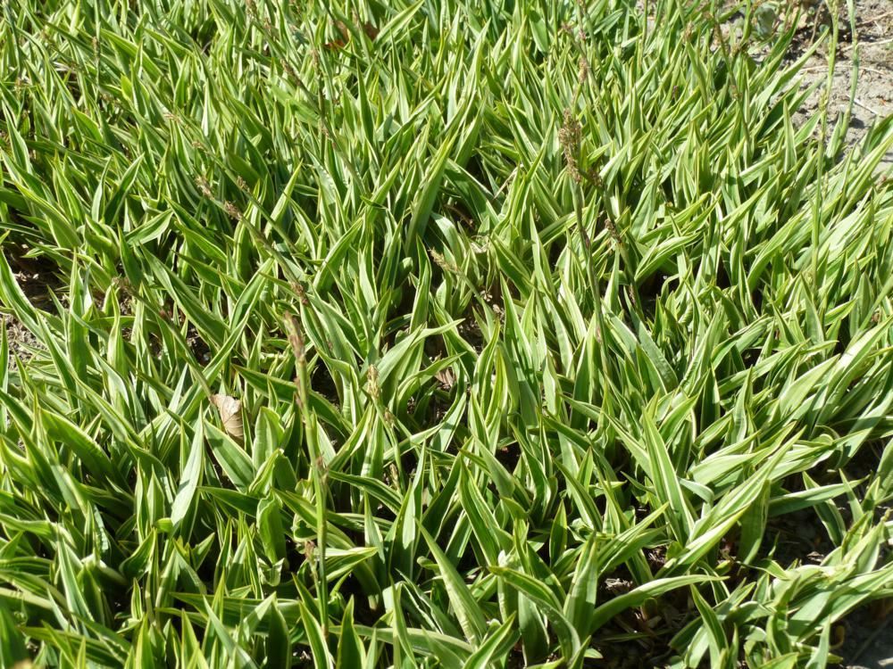 Plantenfiche-Carex-siderosticta-Variegata-
