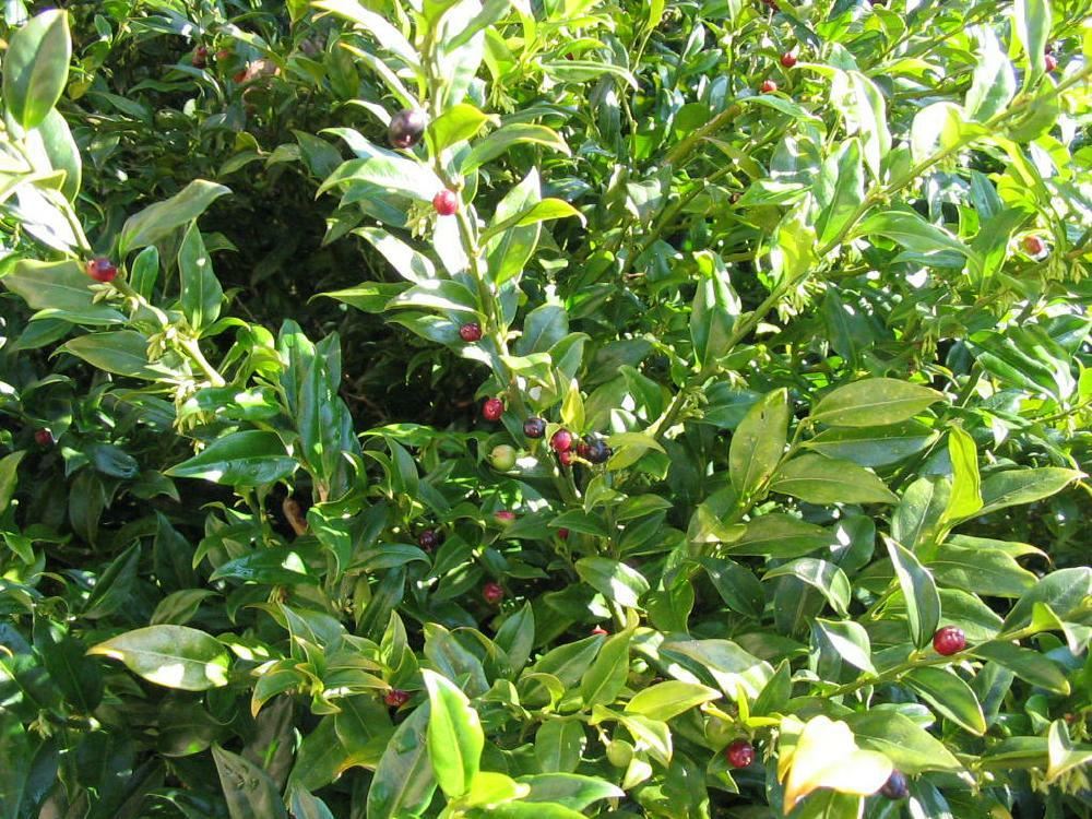 Plantenfiche-Sarcococca-ruscifolia