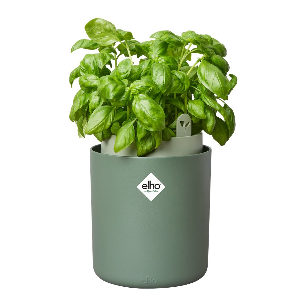 bouncy-basil-blad-groen-16-5