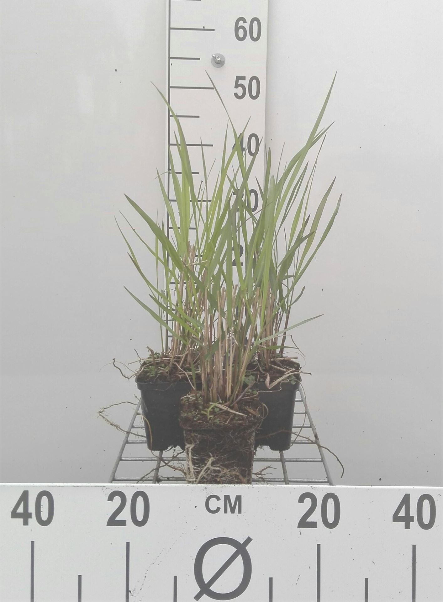 Panicum virgatum 'Squaw' - pot 9x9 cm