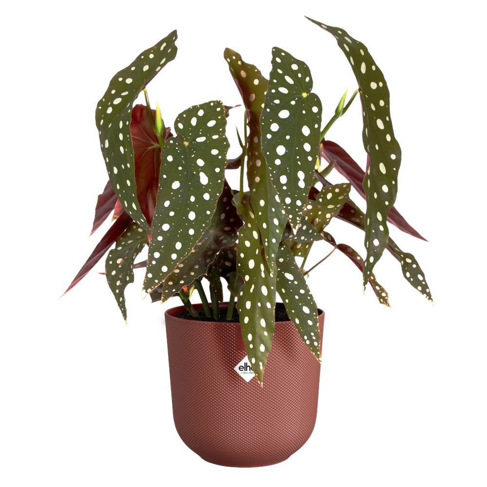 Bloempot-jazz-rond-16cm-toscaans-rood