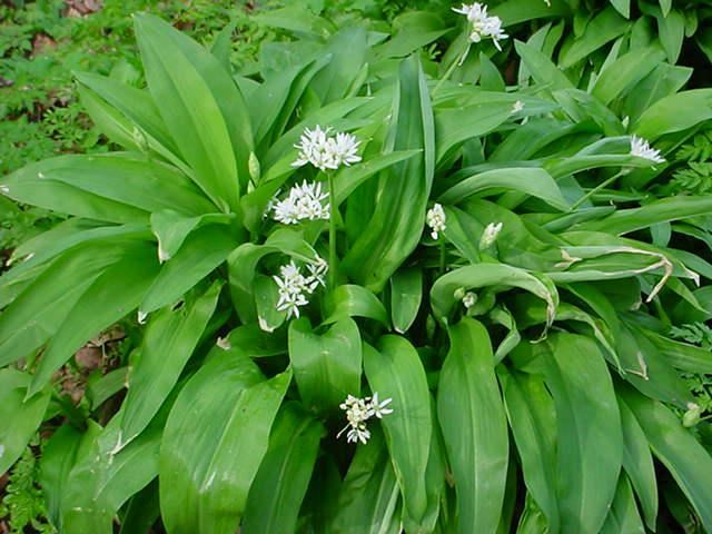 Plantenfiche-Allium-ursinum-Daslook-