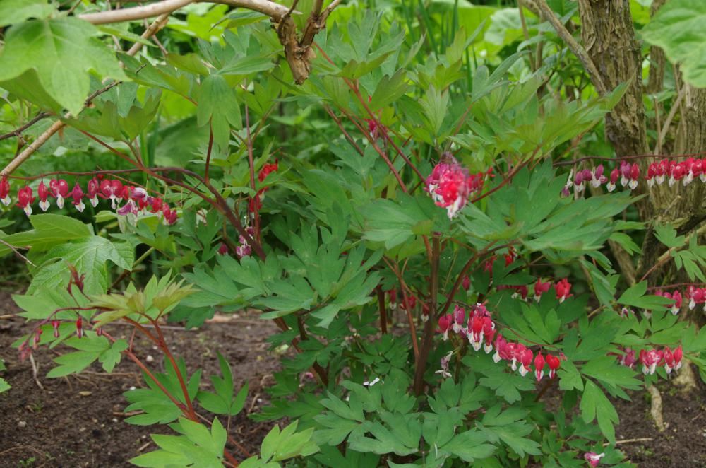 Plantenfiche-Dicentra-spectabilis-Hordival-
