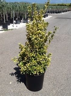 Euonymus japonicus 'Aureomarginatus' - pot 18L - 80-100 cm