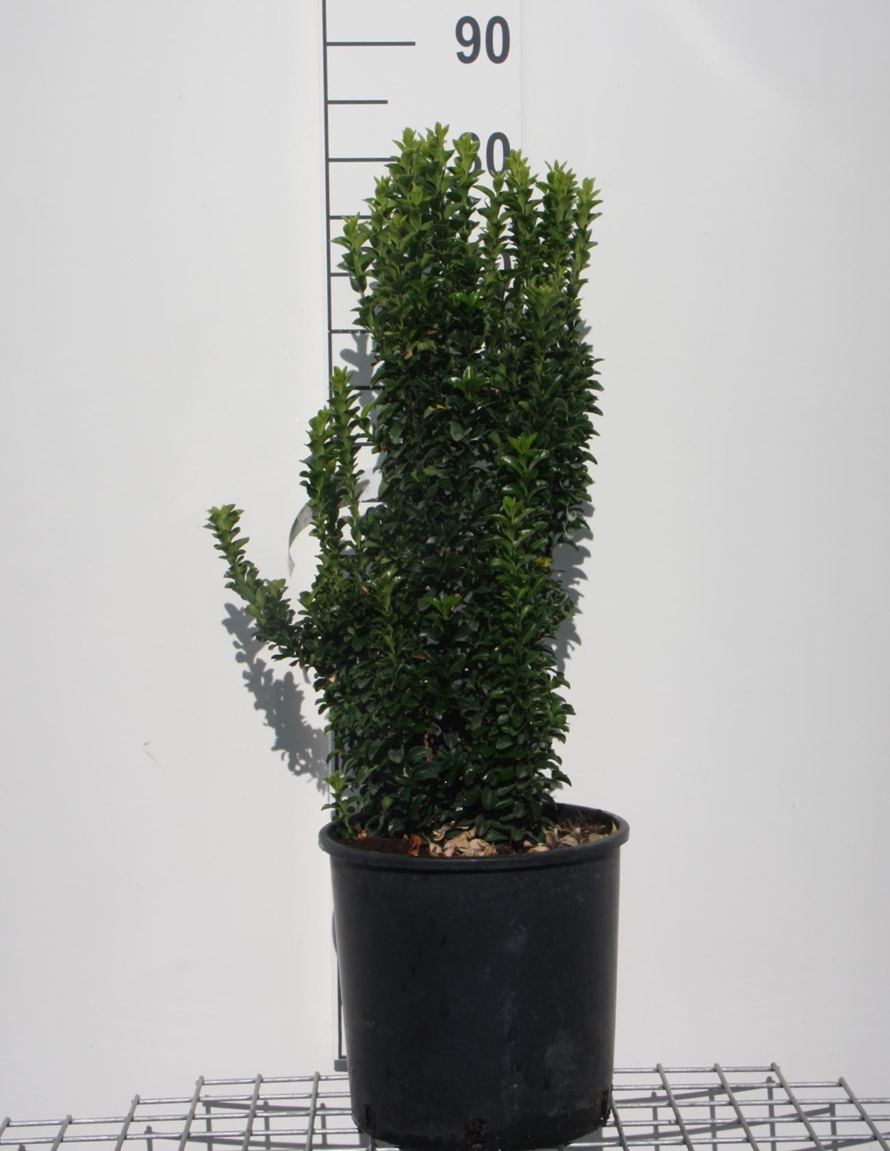 Euonymus japonicus 'Green Spire' - pot 10L - 60-80 cm