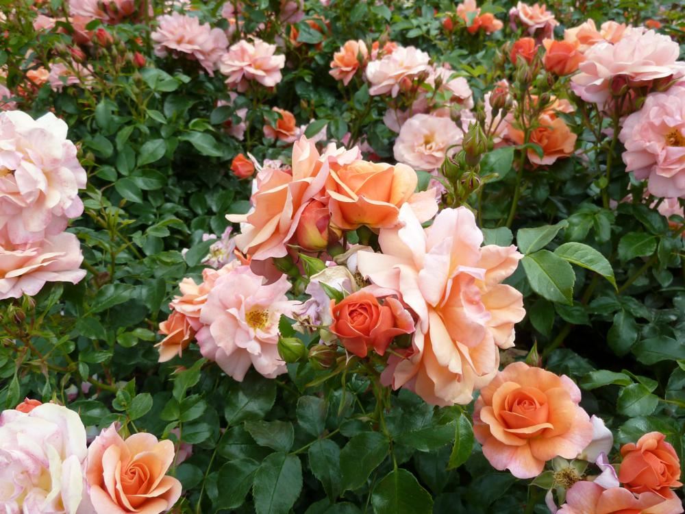 Plantenfiche-Rosa-Kororbe-Aprikola-