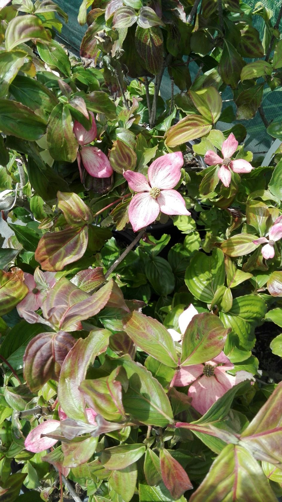 Cornus kousa 'Satomi' - pot 20L - 125-150 cm