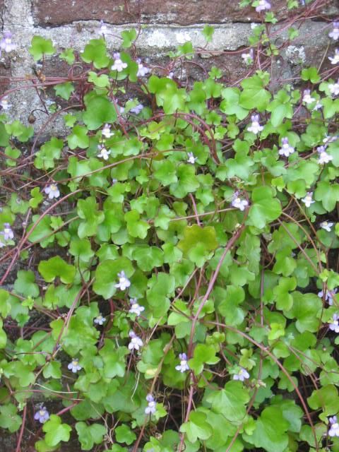 Plantenfiche-Cymbalaria-muralis