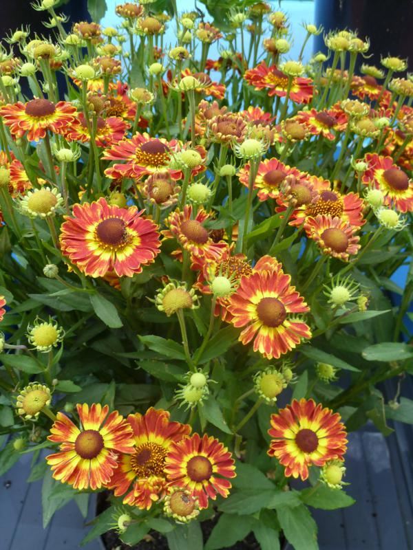 Plantenfiche-Helenium-Fuego-