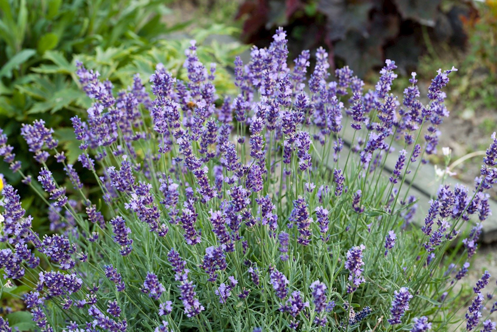 Plantenfiche-Lavandula-angustifolia-Dwarf-Blue-Lavendel-