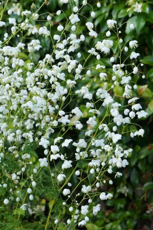 Plantenfiche-Thalictrum-delavayi-FR21034-Splendide-White-