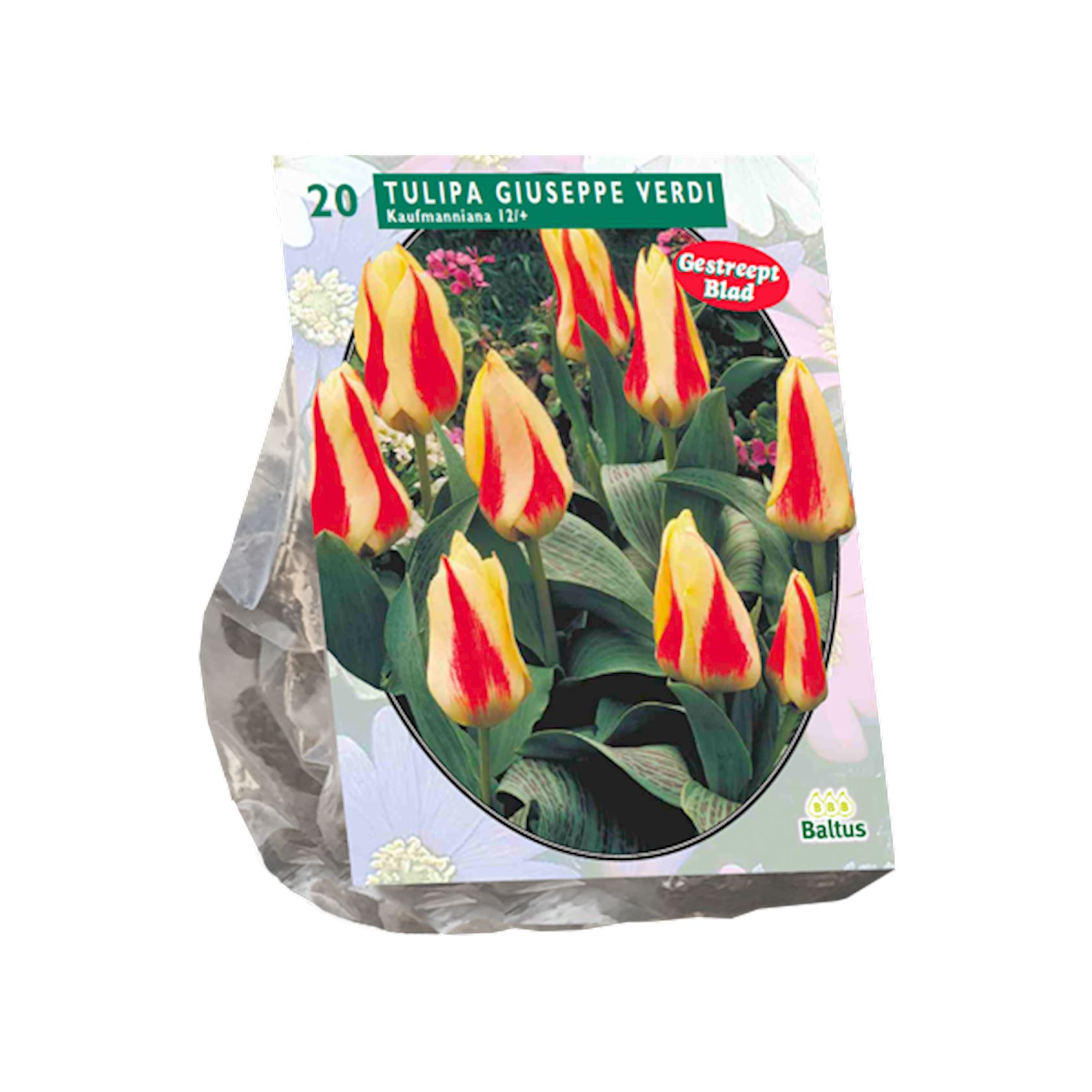 tulipa-giuseppe-verdi-kaufmanniana-per-20