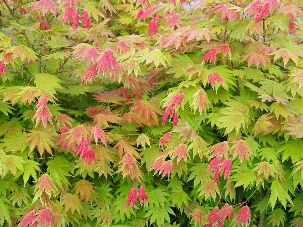 Plantenfiche-Acer-shirasawanum-MUNN-001-