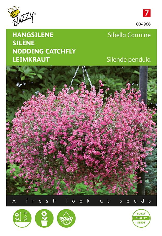 Buzzy-Silene-pendula-Sibella-Carmine-FSN-