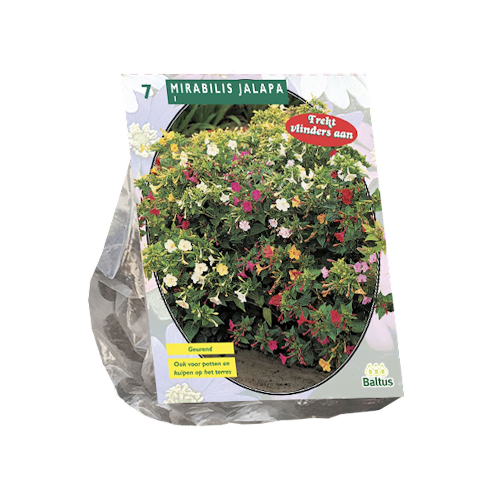 Mirabilis Jalapa