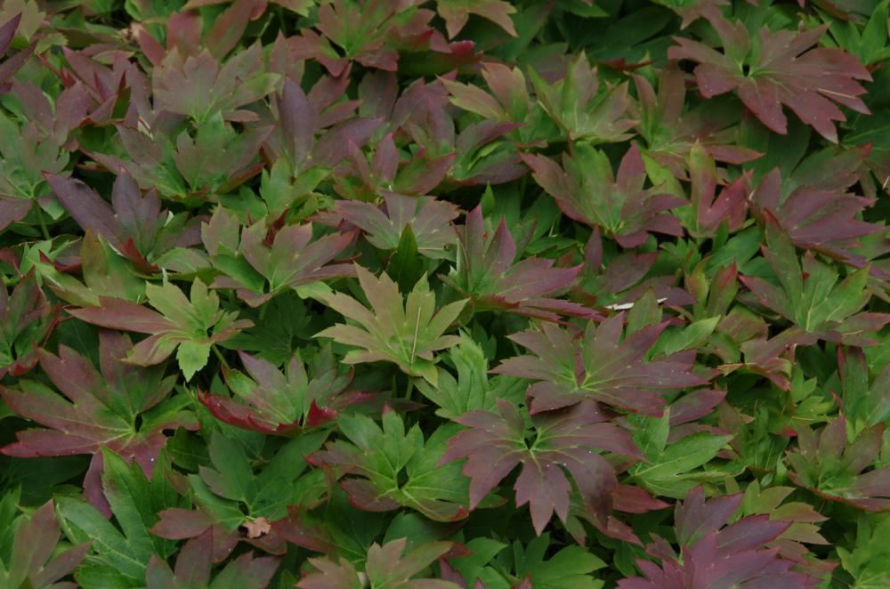 Plantenfiche-Mukdenia-rossii-Karasuba-Crimson-Fans-