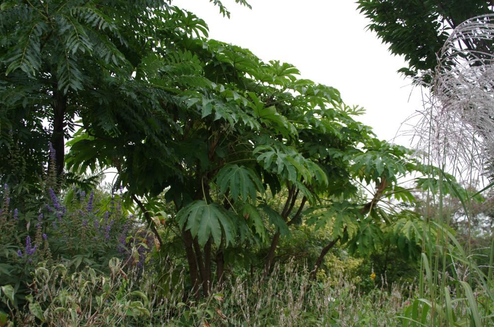 Plantenfiche-Tetrapanax-papyrifer-Rex-