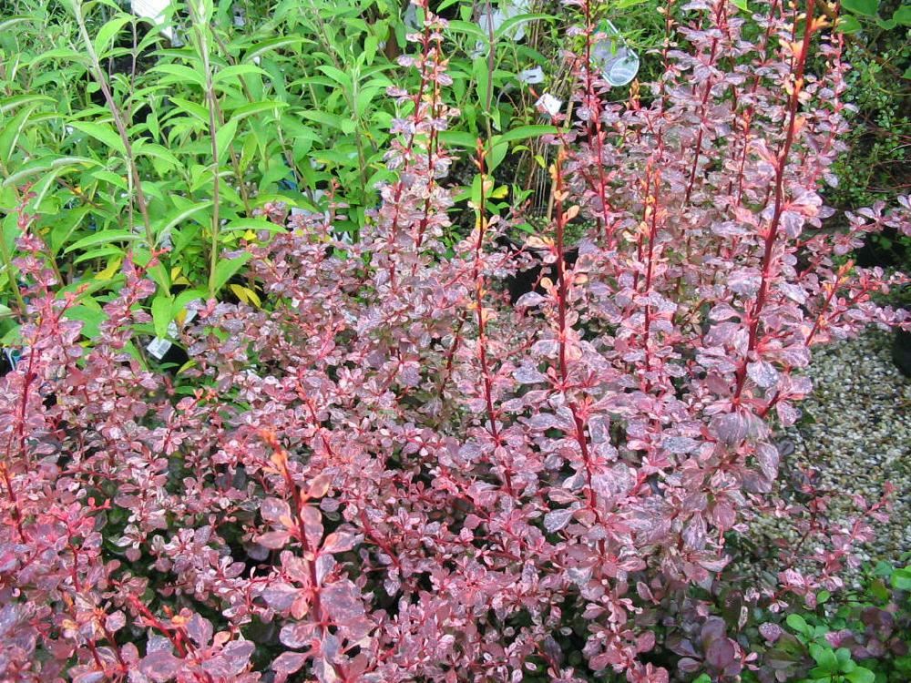 Plantenfiche-Berberis-thunbergii-Harlequin-