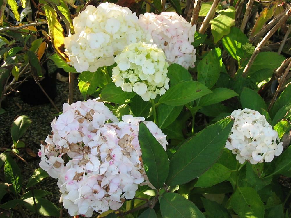 Plantenfiche-Hydrangea-macrophylla-Soeur-Therese-