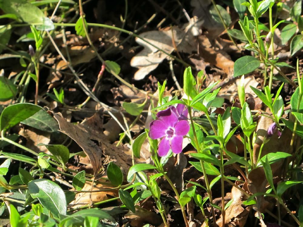 Plantenfiche-Vinca-minor-Atropurpurea-