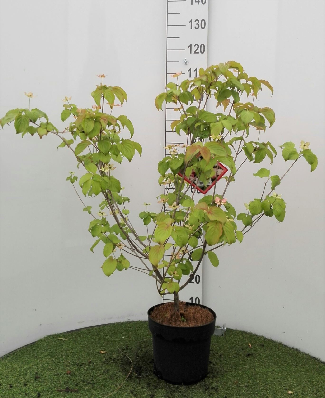 Cornus kousa 'Satomi' - pot 12L - 80-100 cm